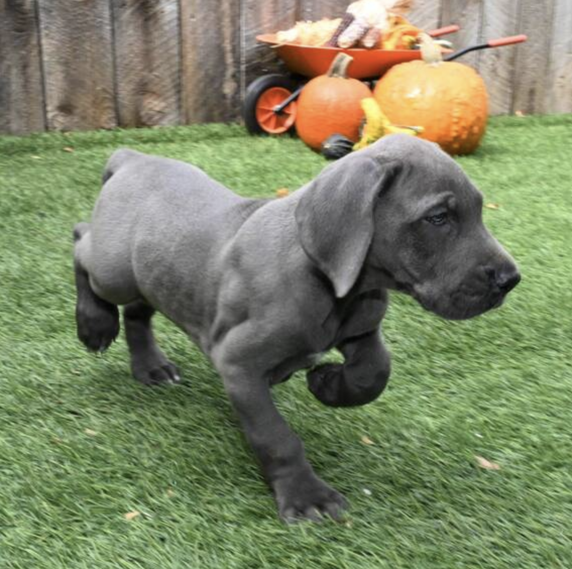 comprar cachorros sanos, baratos y asequibles para la venta